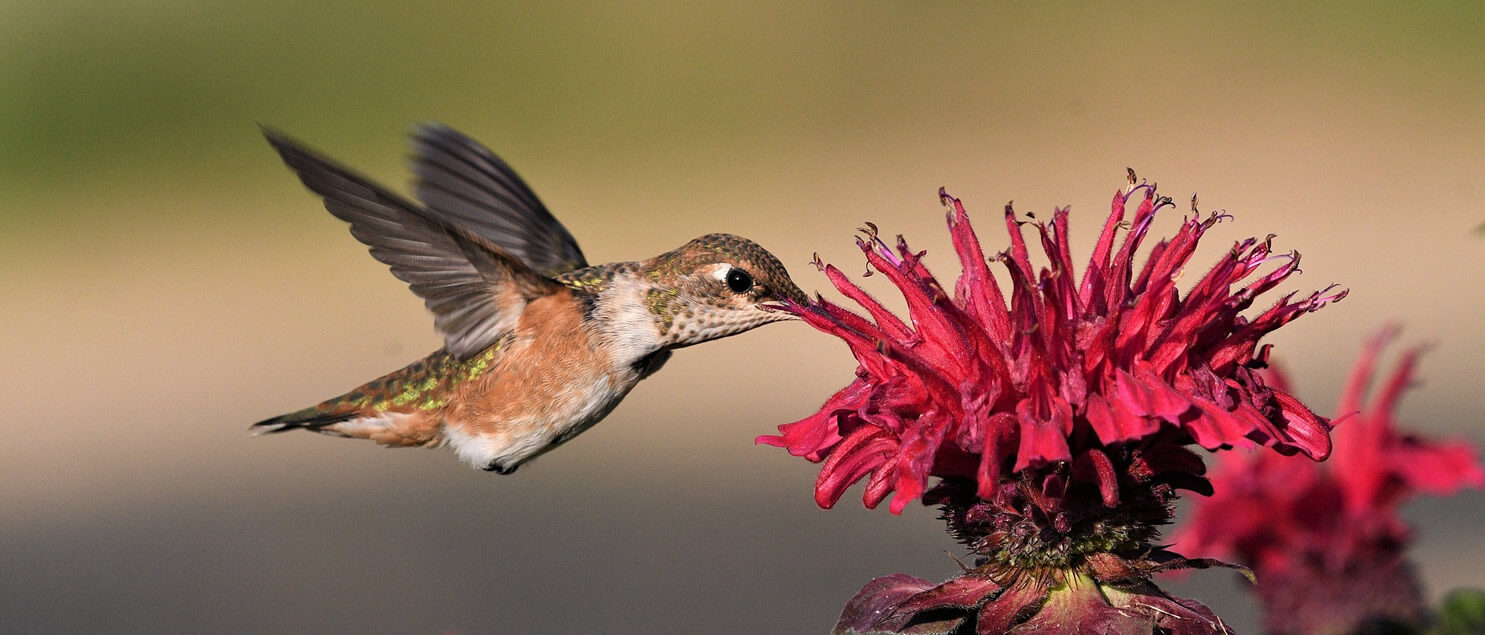 Le colibri fait sa part